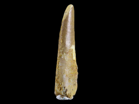 1.2" Pterosaur Coloborhynchus Fossil Tooth Upper Cretaceous Morocco COA & Display - Fossil Age Minerals
