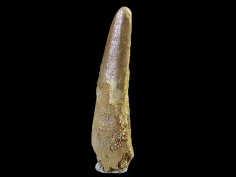 1.2" Pterosaur Coloborhynchus Fossil Tooth Upper Cretaceous Morocco COA & Display - Fossil Age Minerals