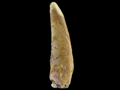 1.2" Pterosaur Coloborhynchus Fossil Tooth Upper Cretaceous Morocco COA & Display - Fossil Age Minerals