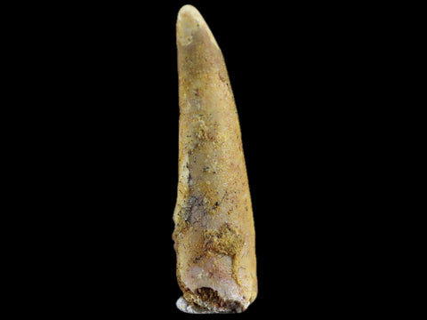 1.2" Pterosaur Coloborhynchus Fossil Tooth Upper Cretaceous Morocco COA & Display - Fossil Age Minerals