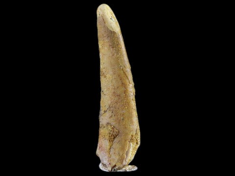 1.2" Pterosaur Coloborhynchus Fossil Tooth Upper Cretaceous Morocco COA & Display - Fossil Age Minerals