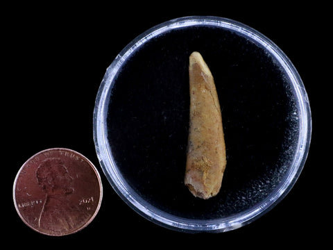 1.2" Pterosaur Coloborhynchus Fossil Tooth Upper Cretaceous Morocco COA & Display - Fossil Age Minerals
