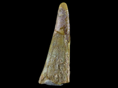 1.3" Pterosaur Coloborhynchus Fossil Tooth Upper Cretaceous Morocco COA & Stand - Fossil Age Minerals