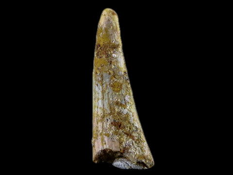 1.3" Pterosaur Coloborhynchus Fossil Tooth Upper Cretaceous Morocco COA & Stand - Fossil Age Minerals
