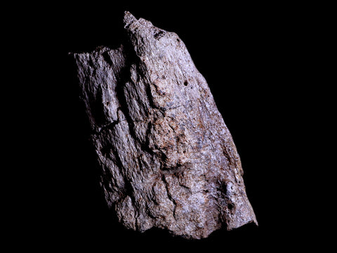 4.7" Triceratops Fossil Skull Bone Lance Creek FM Cretaceous Dinosaur Wyoming COA - Fossil Age Minerals