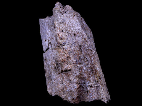 4.7" Triceratops Fossil Skull Bone Lance Creek FM Cretaceous Dinosaur Wyoming COA - Fossil Age Minerals