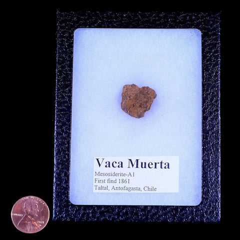 Vaca Muerta Meteorite Riker Display Taltal Antofagasta, Chile Found 1861 6.4 Grams - Fossil Age Minerals