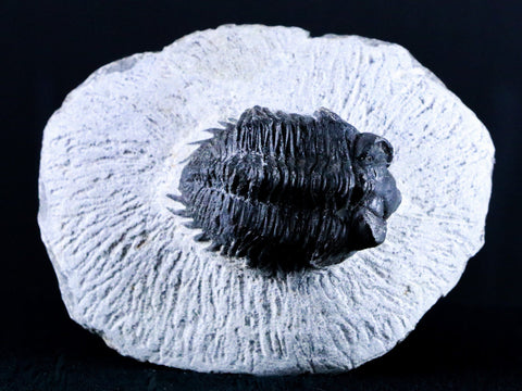 1.8" Coltraenia Oufatenensis Trilobite Fossil Devonian Morocco 400 Mill Yrs Old COA - Fossil Age Minerals