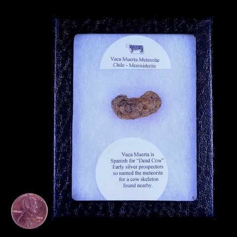 Vaca Muerta Meteorite Riker Display Taltal Antofagasta, Chile Found 1861 9.2 Grams - Fossil Age Minerals