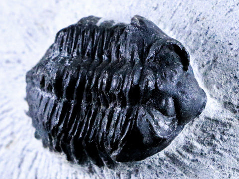 1.8" Coltraenia Oufatenensis Trilobite Fossil Devonian Morocco 400 Mill Yrs Old COA - Fossil Age Minerals