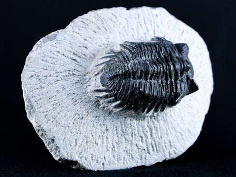 1.8" Coltraenia Oufatenensis Trilobite Fossil Devonian Morocco 400 Mill Yrs Old COA - Fossil Age Minerals