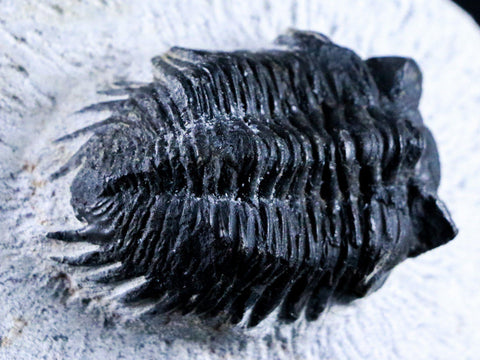 1.8" Coltraenia Oufatenensis Trilobite Fossil Devonian Morocco 400 Mill Yrs Old COA - Fossil Age Minerals