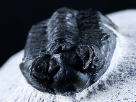 1.8" Coltraenia Oufatenensis Trilobite Fossil Devonian Morocco 400 Mill Yrs Old COA