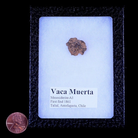 Vaca Muerta Meteorite Riker Display Taltal Antofagasta, Chile Found 1861 2.4 Grams - Fossil Age Minerals