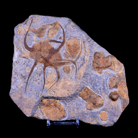 2 Two Brittlestar Ophiura Sp Starfish Fossil Ordovician Age Morocco COA & Stand - Fossil Age Minerals