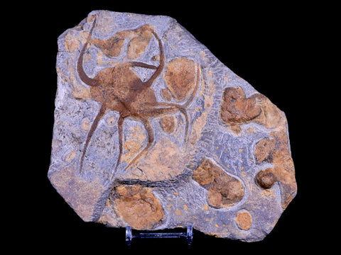 2 Two Brittlestar Ophiura Sp Starfish Fossil Ordovician Age Morocco COA & Stand - Fossil Age Minerals