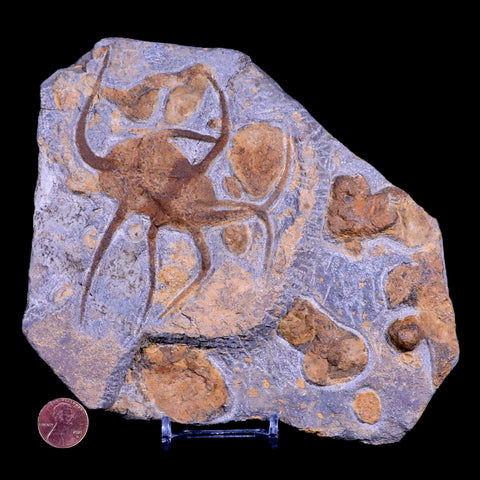 2 Two Brittlestar Ophiura Sp Starfish Fossil Ordovician Age Morocco COA & Stand - Fossil Age Minerals