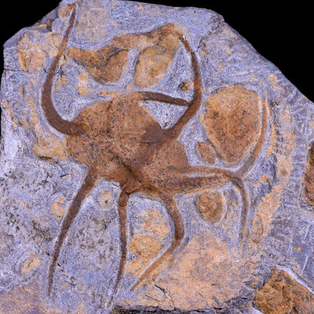 2 Two Brittlestar Ophiura Sp Starfish Fossil Ordovician Age Morocco COA & Stand