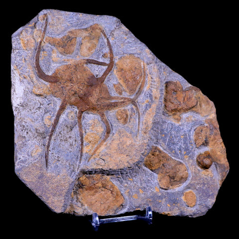 2 Two Brittlestar Ophiura Sp Starfish Fossil Ordovician Age Morocco COA & Stand - Fossil Age Minerals