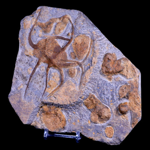 2 Two Brittlestar Ophiura Sp Starfish Fossil Ordovician Age Morocco COA & Stand - Fossil Age Minerals