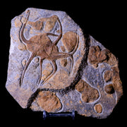 2 Two Brittlestar Ophiura Sp Starfish Fossil Ordovician Age Morocco COA & Stand
