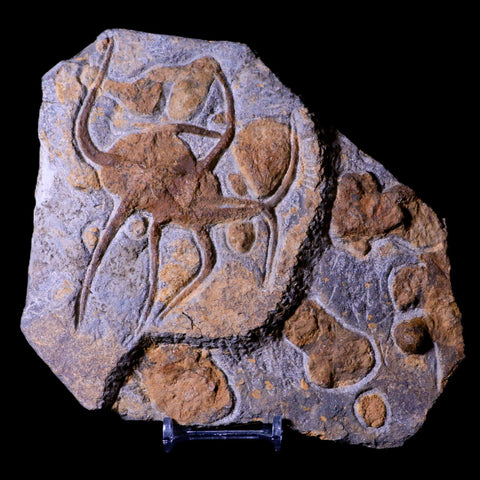2 Two Brittlestar Ophiura Sp Starfish Fossil Ordovician Age Morocco COA & Stand - Fossil Age Minerals