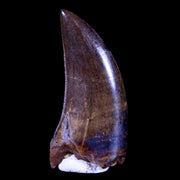 1.6" Tyrannosaur Serrated Fossil Tooth Cretaceous Dinosaur Judith River FM MT COA