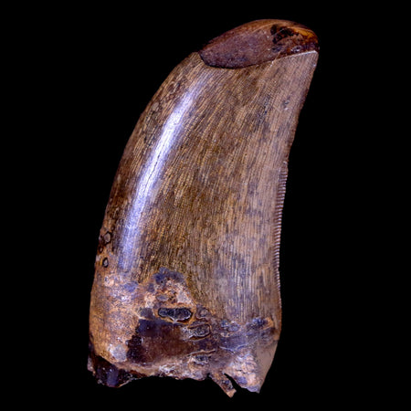 1.8" Daspletosaurus Tyrannosaur Serrated Fossil Tooth Cretaceous Dinosaur COA