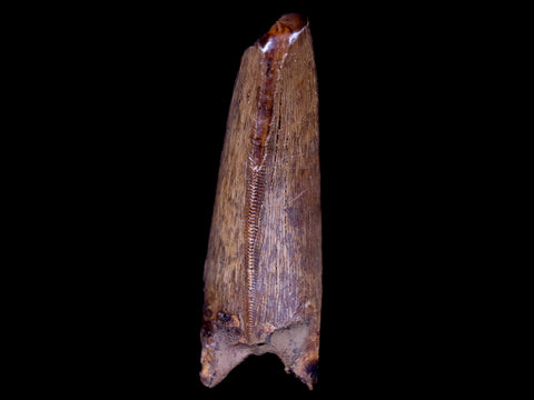 1.8" Daspletosaurus Tyrannosaur Serrated Fossil Tooth Cretaceous Dinosaur COA - Fossil Age Minerals