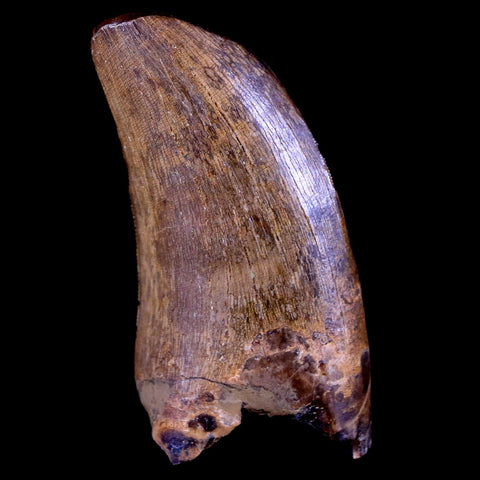 1.8" Daspletosaurus Tyrannosaur Serrated Fossil Tooth Cretaceous Dinosaur COA - Fossil Age Minerals