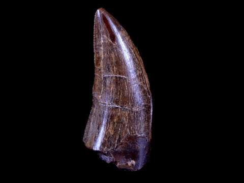 1.4" Tyrannosaur Serrated Fossil Tooth Cretaceous Dinosaur Judith River FM MT COA - Fossil Age Minerals