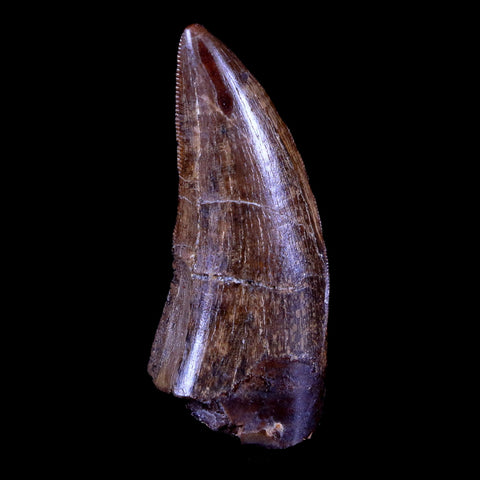 1.4" Tyrannosaur Serrated Fossil Tooth Cretaceous Dinosaur Judith River FM MT COA - Fossil Age Minerals