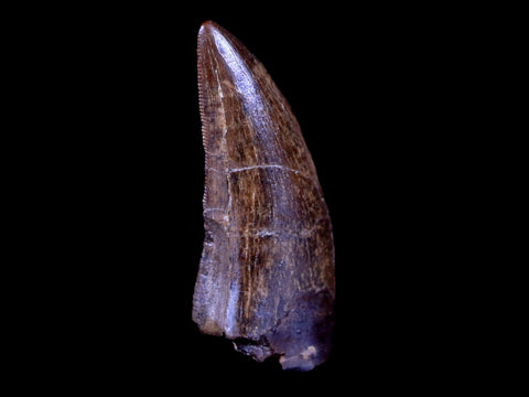 1.4" Tyrannosaur Serrated Fossil Tooth Cretaceous Dinosaur Judith River FM MT COA - Fossil Age Minerals
