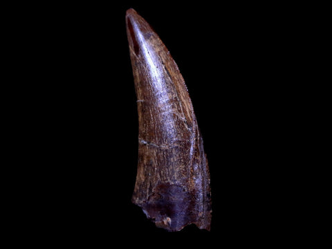 1.4" Tyrannosaur Serrated Fossil Tooth Cretaceous Dinosaur Judith River FM MT COA - Fossil Age Minerals