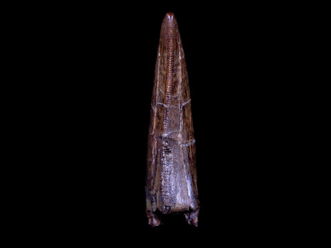 1.4" Tyrannosaur Serrated Fossil Tooth Cretaceous Dinosaur Judith River FM MT COA - Fossil Age Minerals