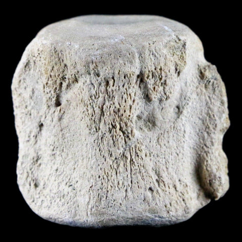 1.5" Fossil Whale Vertebrae York Town Formation Aurora, NC Miocene Age - Fossil Age Minerals