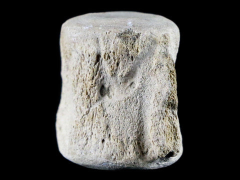 1.5" Fossil Whale Vertebrae York Town Formation Aurora, NC Miocene Age - Fossil Age Minerals