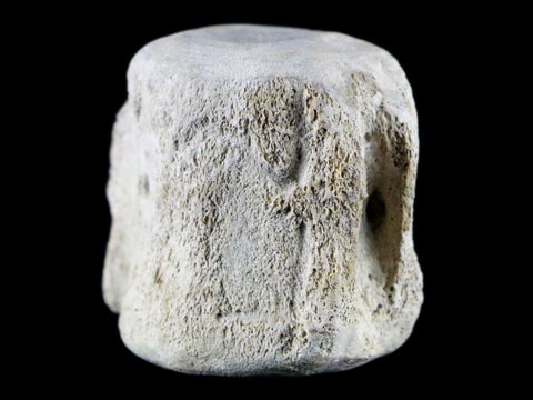 1.5" Fossil Whale Vertebrae York Town Formation Aurora, NC Miocene Age - Fossil Age Minerals