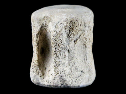 1.5" Fossil Whale Vertebrae York Town Formation Aurora, NC Miocene Age - Fossil Age Minerals