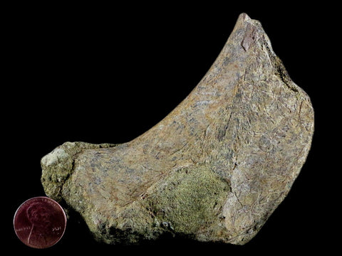 3.9" Edmontosaurus Fossil Ischium Bone Lance Creek WY Cretaceous Dinosaur COA - Fossil Age Minerals