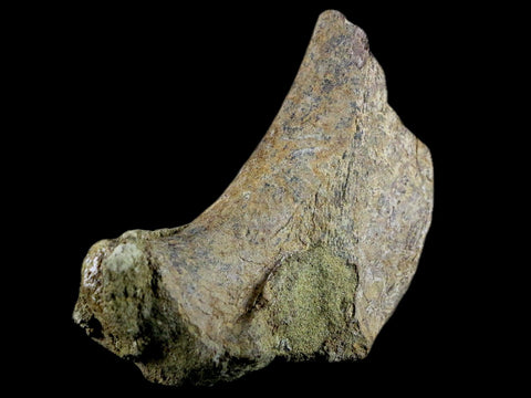 3.9" Edmontosaurus Fossil Ischium Bone Lance Creek WY Cretaceous Dinosaur COA - Fossil Age Minerals
