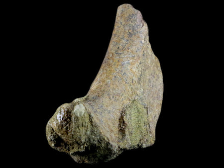 3.9" Edmontosaurus Fossil Ischium Bone Lance Creek WY Cretaceous Dinosaur COA