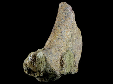 3.9" Edmontosaurus Fossil Ischium Bone Lance Creek WY Cretaceous Dinosaur COA - Fossil Age Minerals