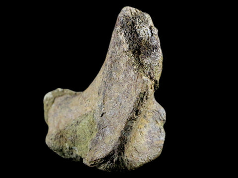 3.9" Edmontosaurus Fossil Ischium Bone Lance Creek WY Cretaceous Dinosaur COA - Fossil Age Minerals