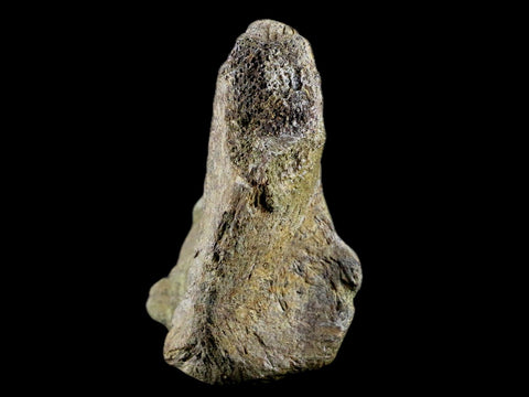 3.9" Edmontosaurus Fossil Ischium Bone Lance Creek WY Cretaceous Dinosaur COA - Fossil Age Minerals