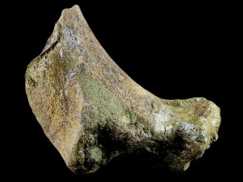 3.9" Edmontosaurus Fossil Ischium Bone Lance Creek WY Cretaceous Dinosaur COA - Fossil Age Minerals