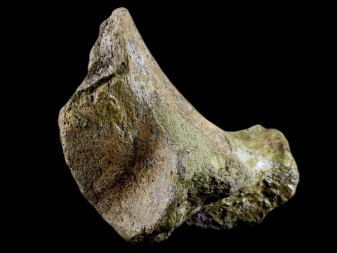 3.9" Edmontosaurus Fossil Ischium Bone Lance Creek WY Cretaceous Dinosaur COA - Fossil Age Minerals