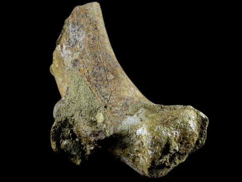 3.9" Edmontosaurus Fossil Ischium Bone Lance Creek WY Cretaceous Dinosaur COA - Fossil Age Minerals