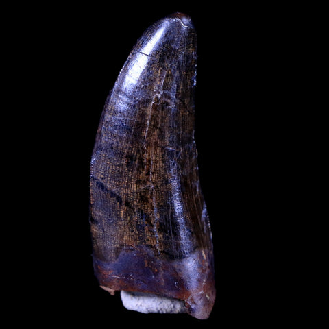 1.4" Tyrannosaur Serrated Fossil Tooth Cretaceous Dinosaur Judith River FM MT COA - Fossil Age Minerals