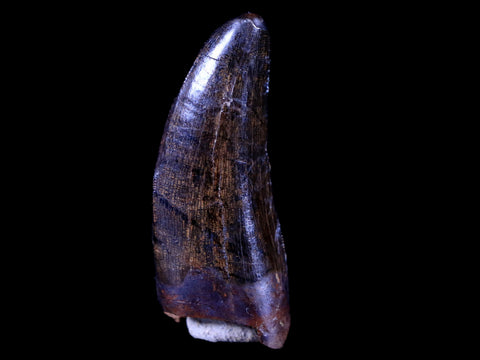 1.4" Tyrannosaur Serrated Fossil Tooth Cretaceous Dinosaur Judith River FM MT COA - Fossil Age Minerals